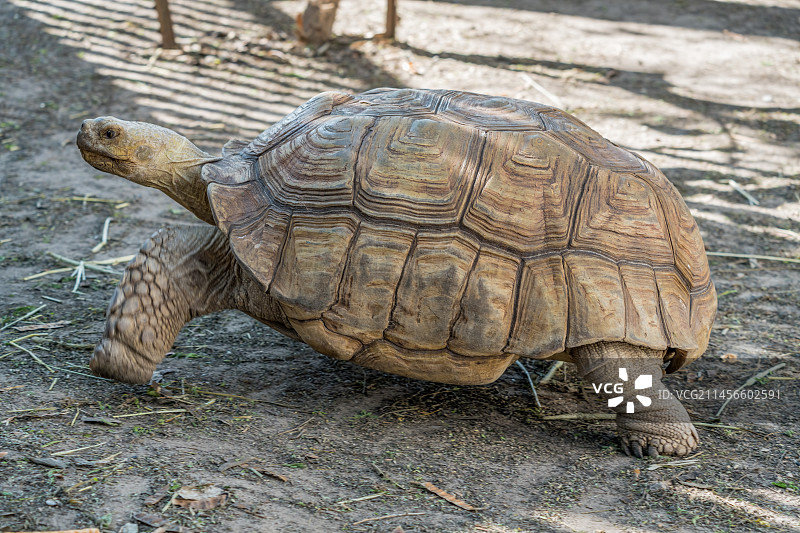 苏卡达陆龟图片素材