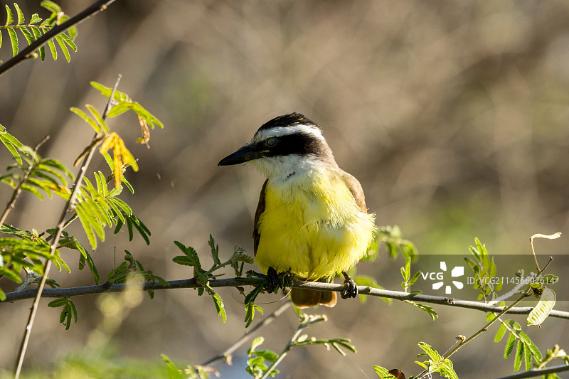树上的大凯斯卡迪鸟图片素材