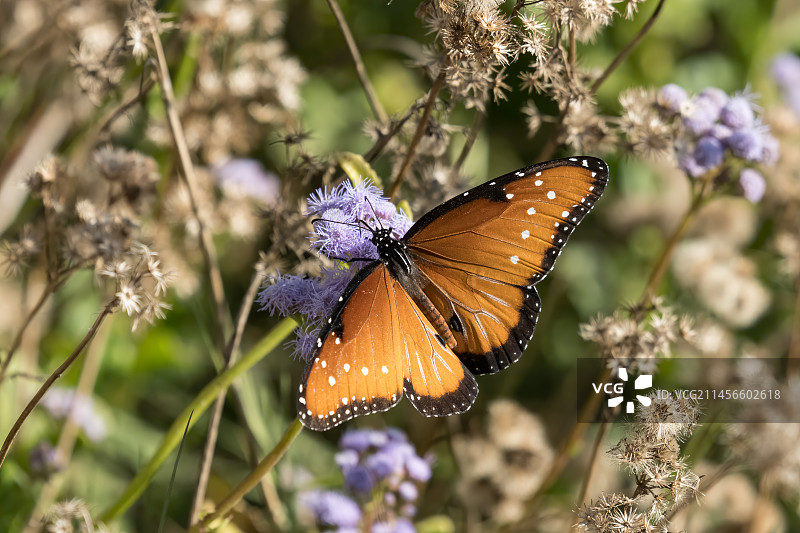 帝王蝶吸食花蜜图片素材
