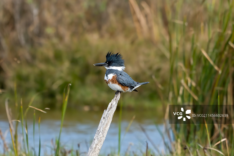 栖息在湿地树桩上的带状翠鸟图片素材