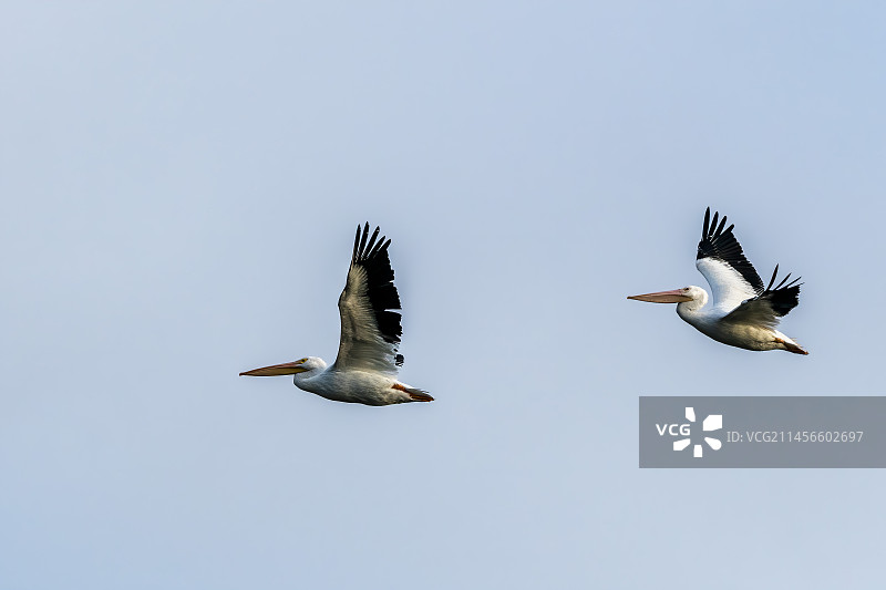 美国白鹈鹕图片素材