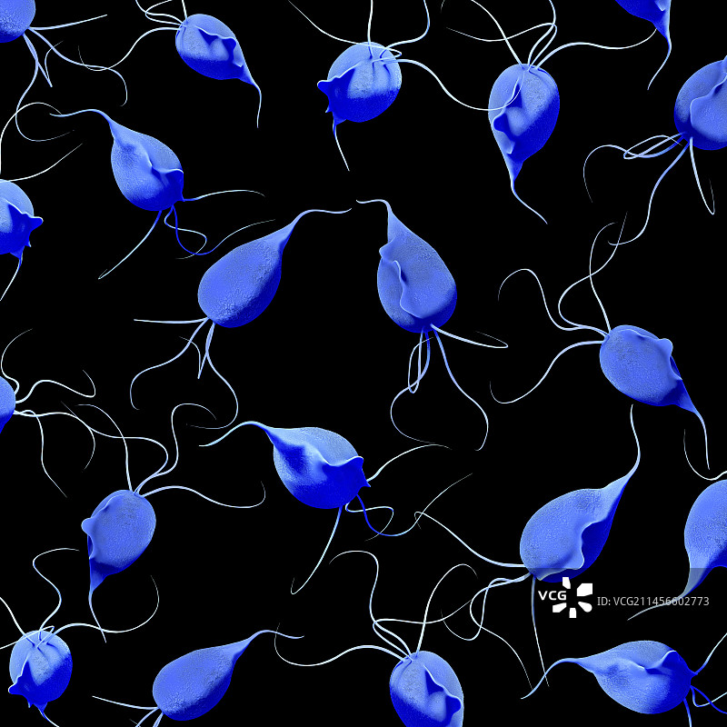 阴道毛滴虫寄生虫插图图片素材