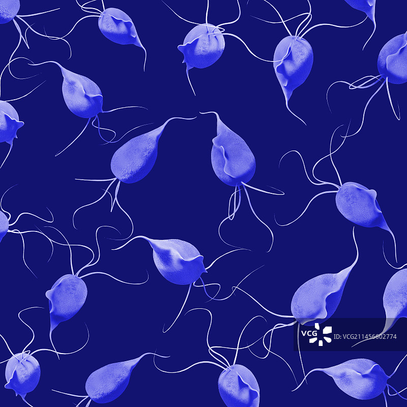 阴道毛滴虫寄生虫插图图片素材