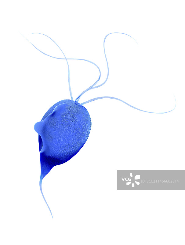 阴道毛滴虫寄生虫插图图片素材