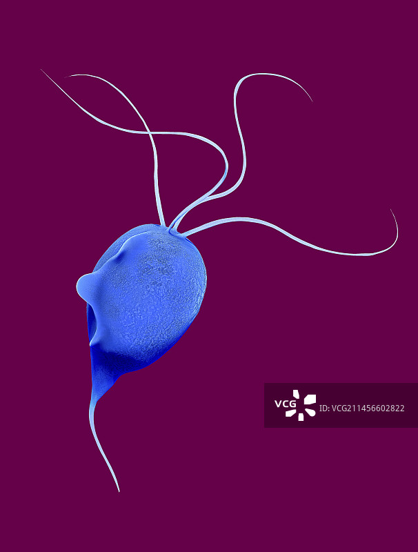 阴道毛滴虫寄生虫插图图片素材
