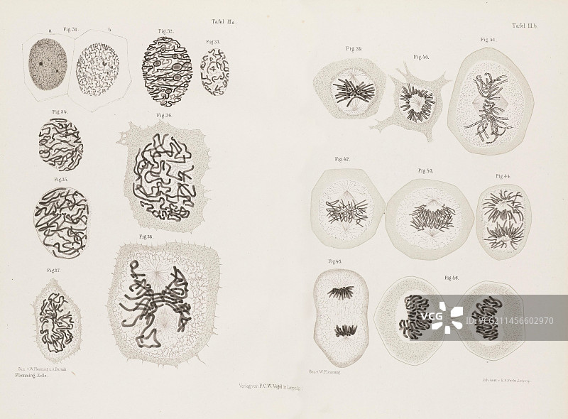 有丝分裂的各个阶段，19世纪插图图片素材