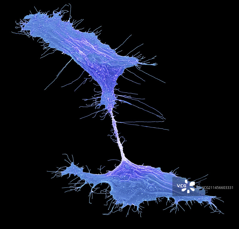 人诱导多能干细胞，扫描电子显微镜图像图片素材