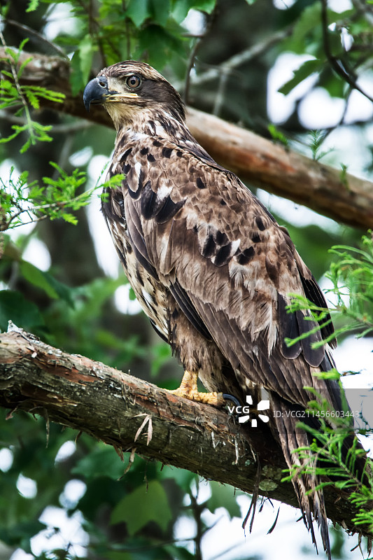 幼年秃鹰图片素材