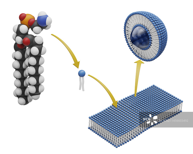 脂质体结构，图示图片素材