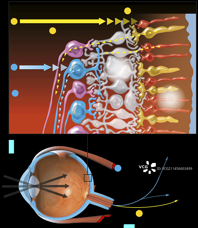 眼睛结构图图片素材