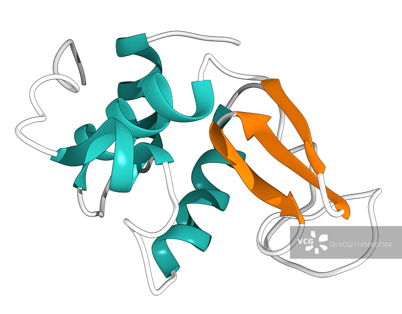 溶菌酶酶插图图片素材
