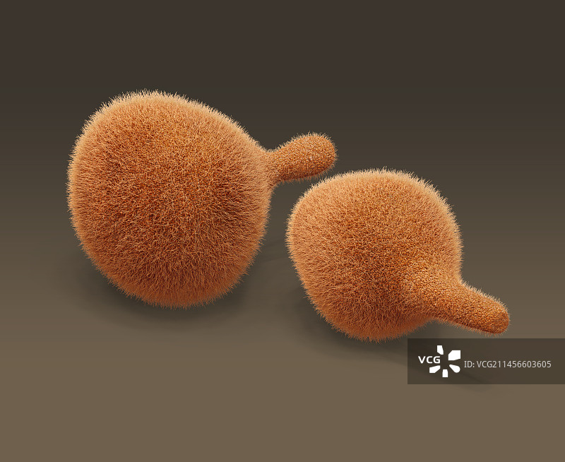 生殖支原体插图图片素材