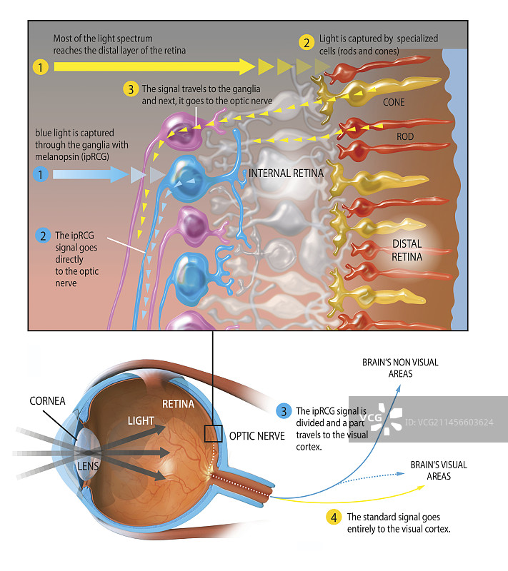 眼睛结构图图片素材