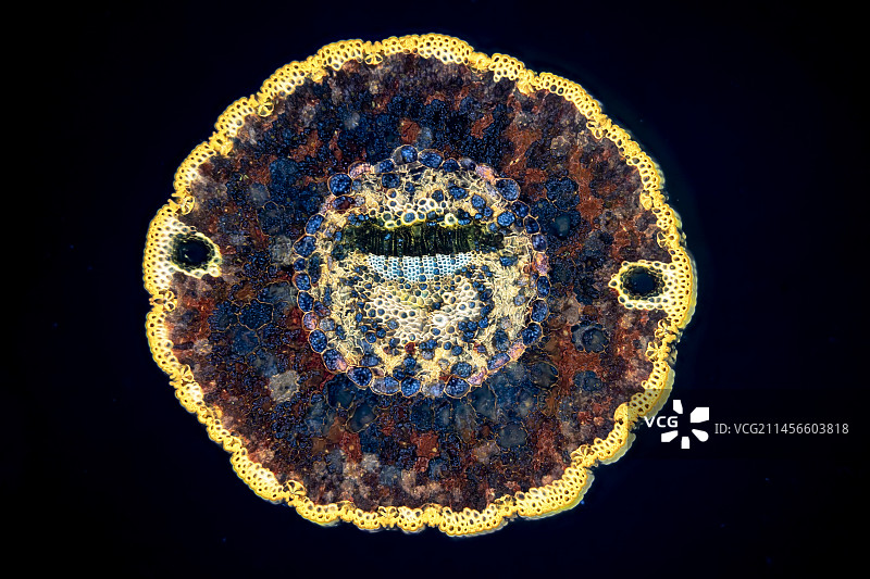 单叶矮松荧光显微照片图片素材