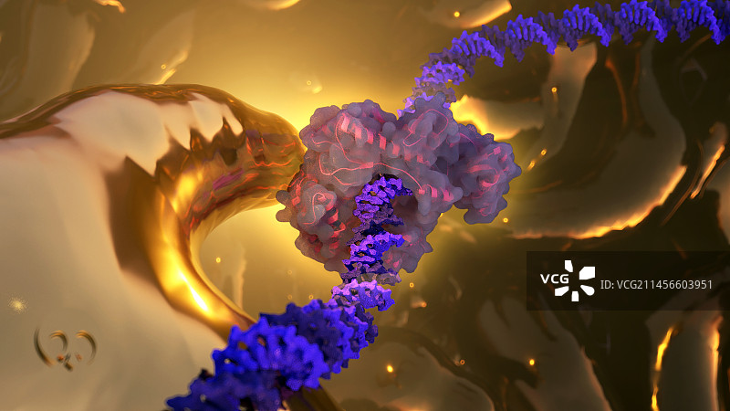 Pfu DNA 聚合酶插图图片素材