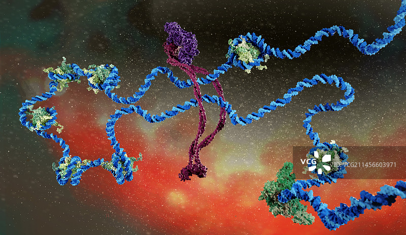 负载DNA的内聚蛋白，图示图片素材