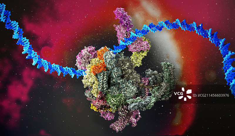 RNA聚合酶示意图图片素材