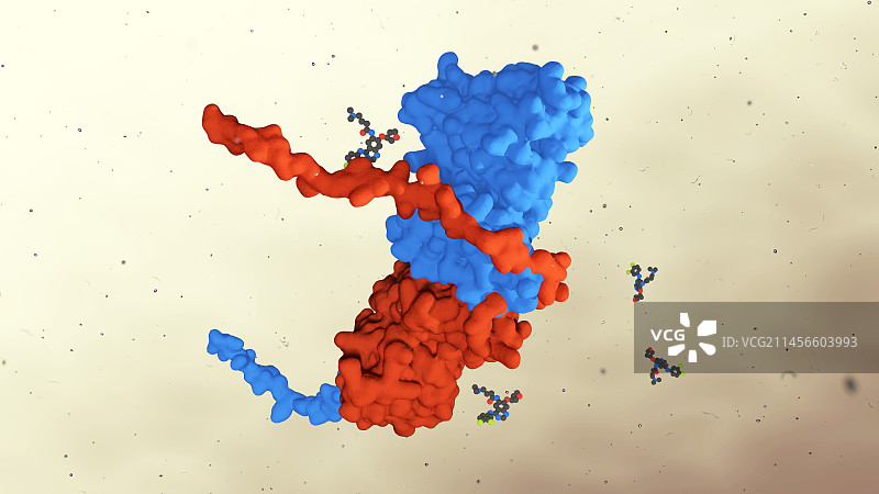 激活的EGFR受体插图图片素材