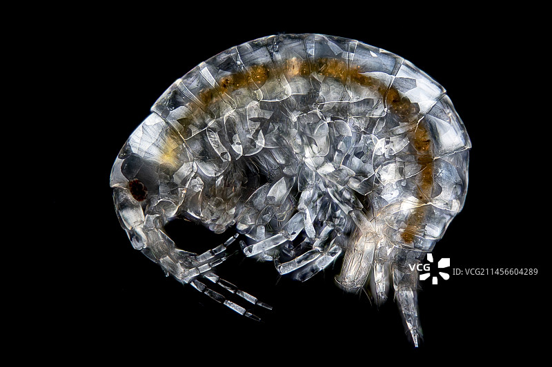 沟虾水生甲壳动物显微照片图片素材