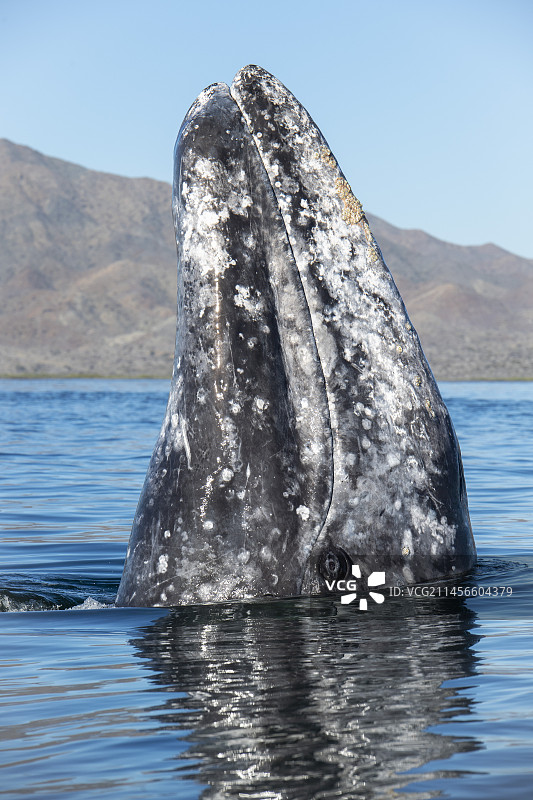 灰鲸图片素材