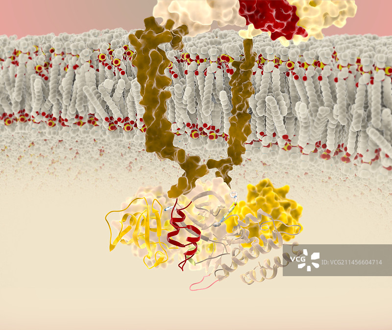 进行性骨化性纤维发育不良突变蛋白图片素材