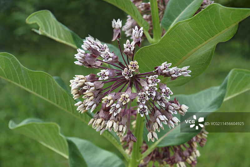 普通马利筋花图片素材