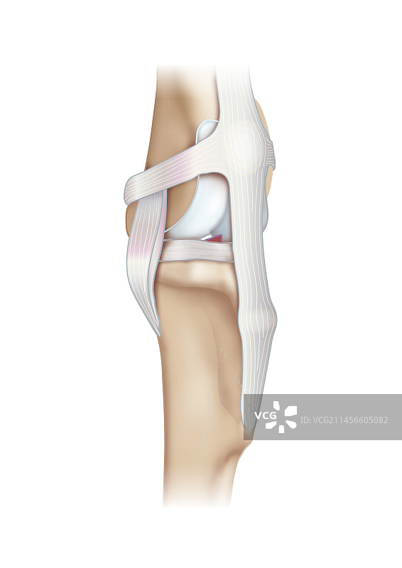 人体膝盖与韧带结构图图片素材