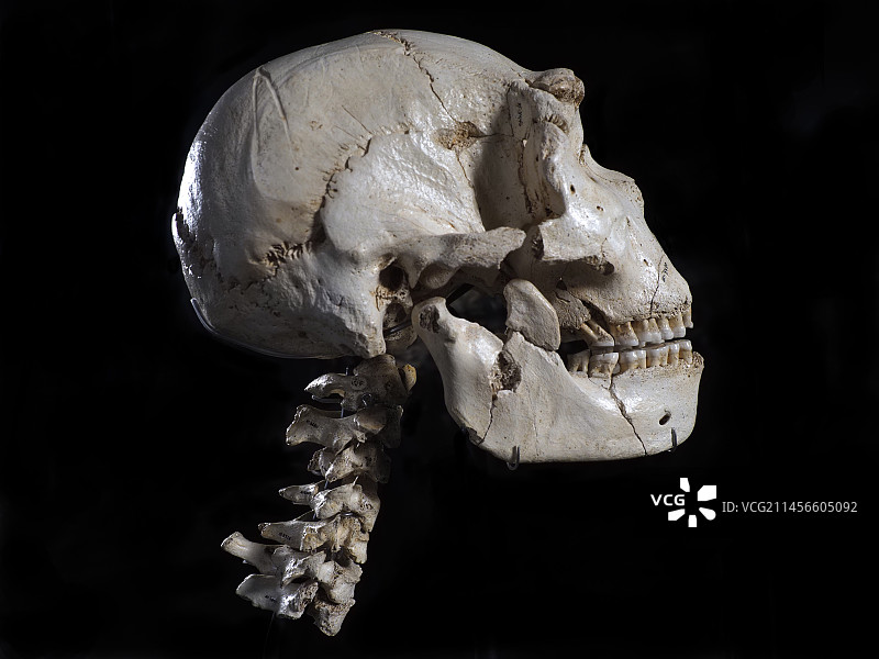 海德堡人头骨和颈椎图片素材