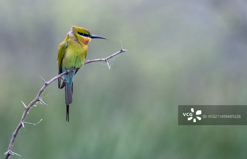 蓝喉蜂虎图片素材