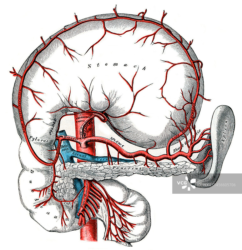 主动脉和腹腔动脉插画图片素材