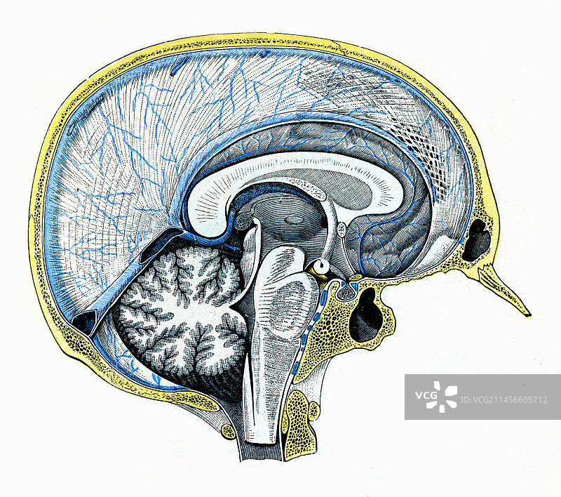 硬脑膜窦插图图片素材