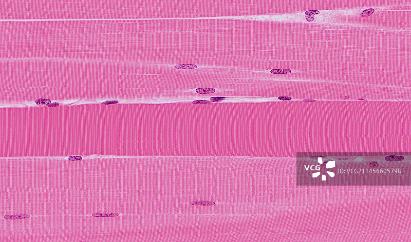 骨骼肌显微照片图片素材