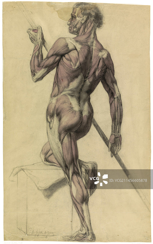 男性身体解剖学研究插图图片素材