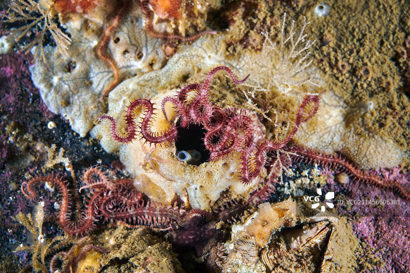 雏菊海星图片素材