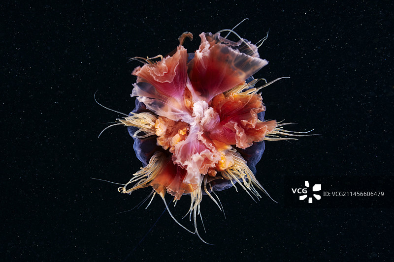 狮鬃水母图片素材