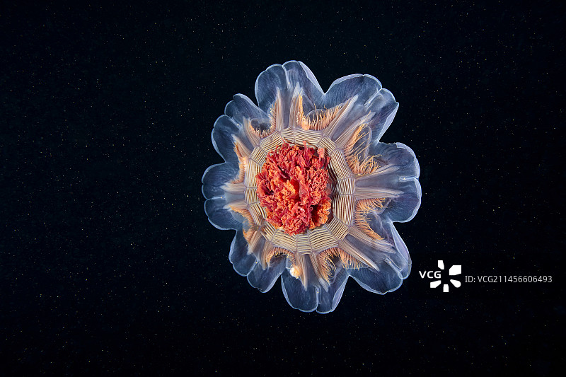 狮鬃水母图片素材