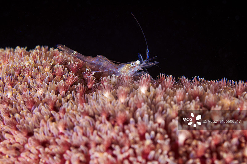 普通海星表面的虾图片素材
