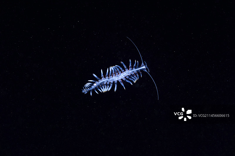 多毛纲海洋蠕虫图片素材