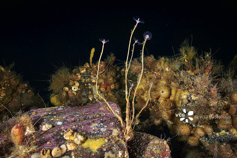 螅形水螅图片素材