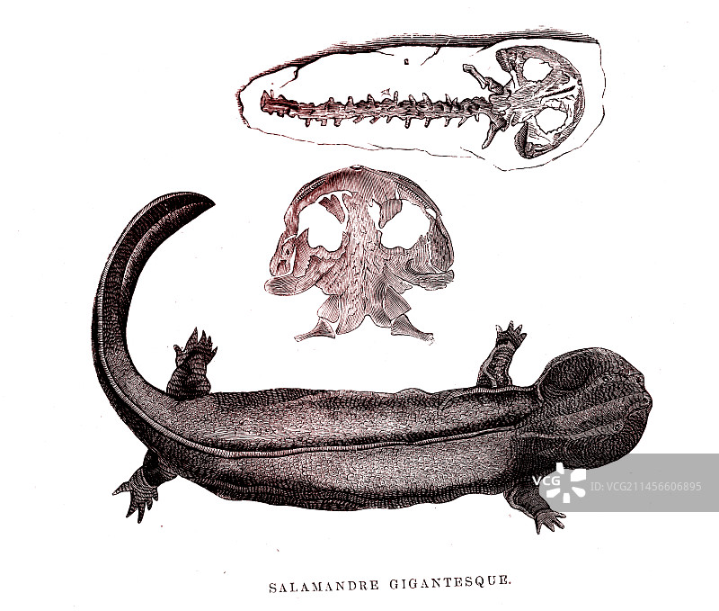 19世纪的巨型大鲵插图图片素材