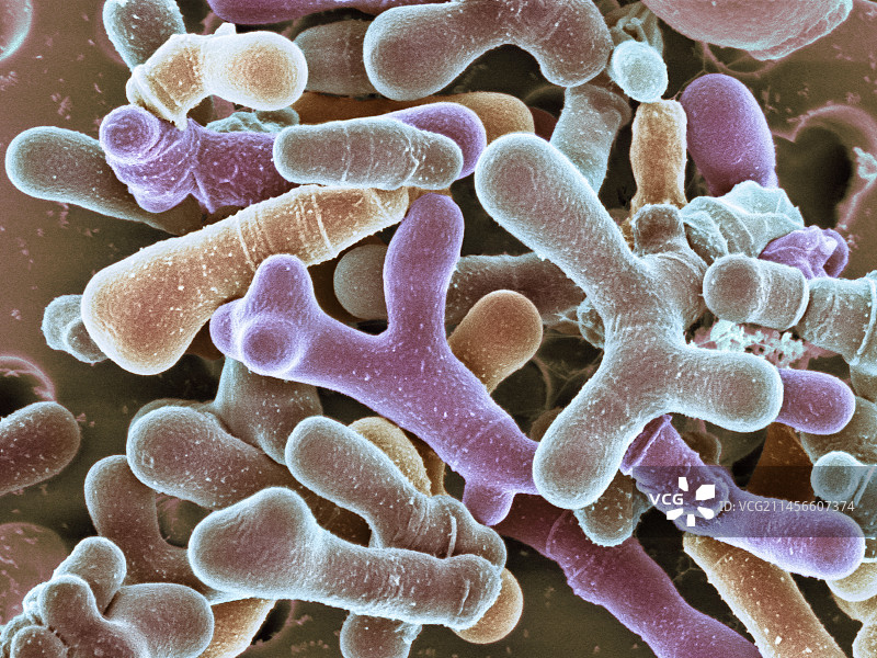 动物双歧杆菌，扫描电镜图图片素材