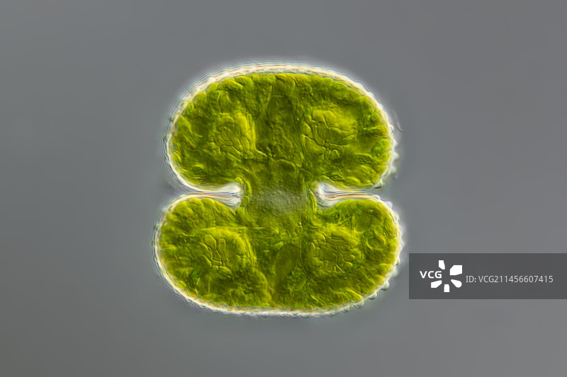 肾形宇宙藻，藻类，光学显微照片图片素材