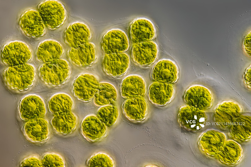 藻类植物Cosmarium amoenum的光学显微照片图片素材