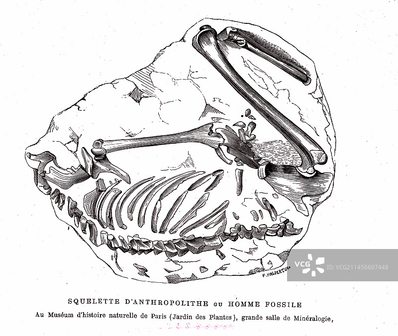 19世纪人类化石插图图片素材