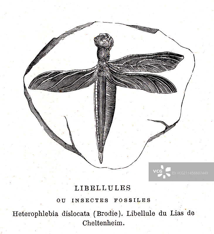 19世纪蜻蜓化石插图图片素材