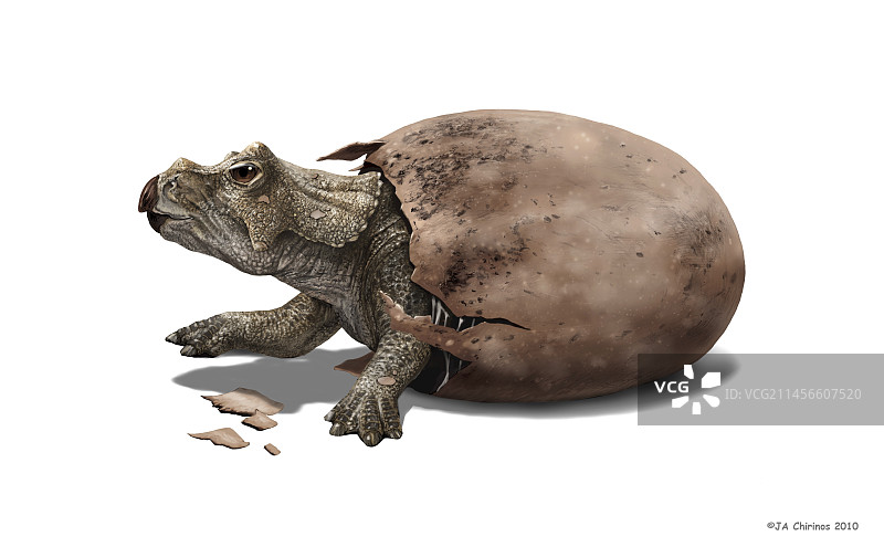 三角龙恐龙孵化插图图片素材
