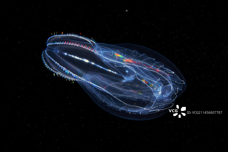 栉水母图片素材