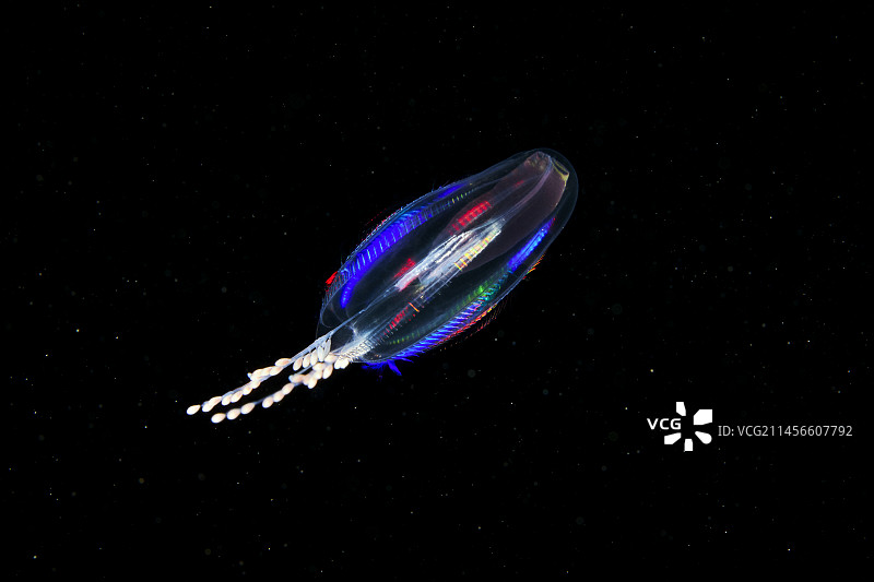 栉水母图片素材