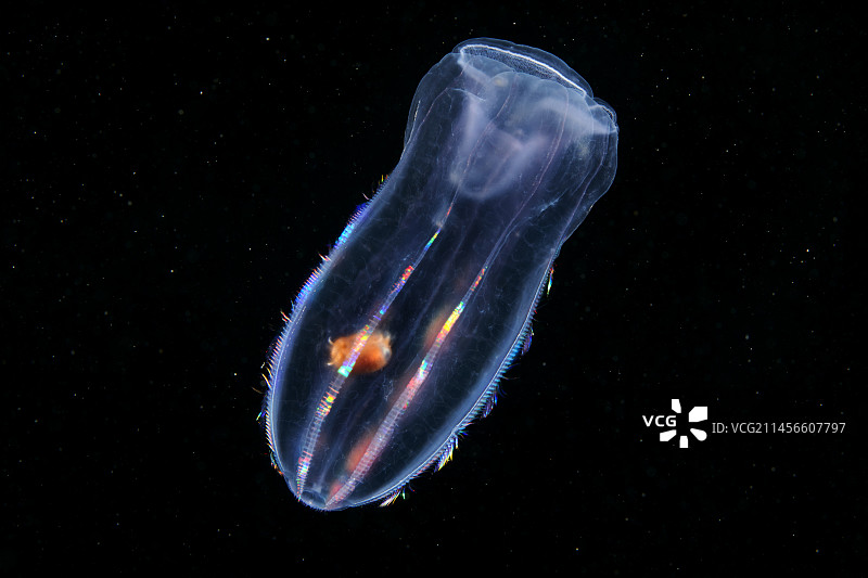 栉水母体内的片脚类动物图片素材