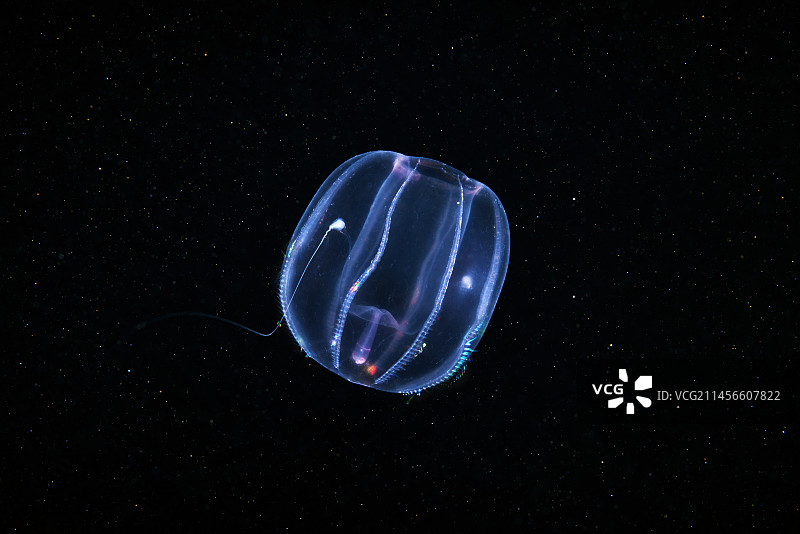 栉水母图片素材